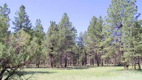 2693 Lazy E Rd, Williams, AZ 86046 photo 9