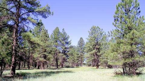 2693 Lazy E Rd, Williams, AZ 86046 photo 1