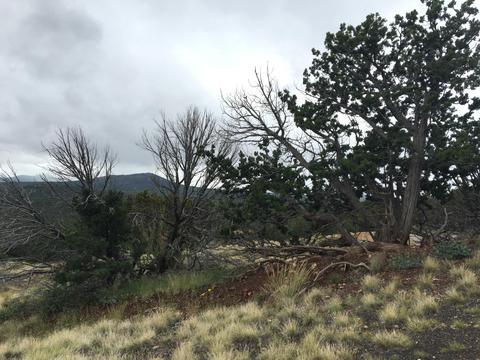 1124 E Broken Arrow Dr, Williams, AZ 86046 photo 8