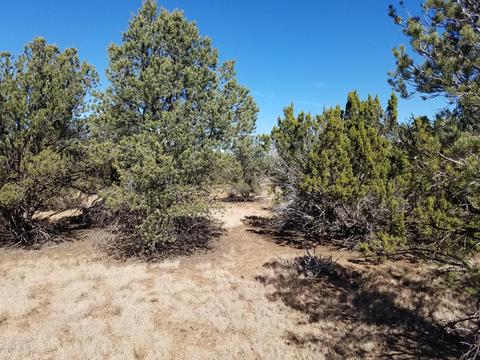 1114 E Alimos Way, Williams, AZ 86046 photo 7