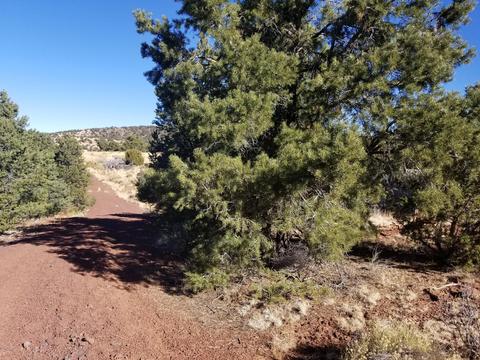 2894 E Overlook Dr, Williams, AZ 86046 photo 7