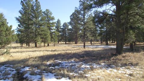 2625 Lazy E Rd, Williams, AZ 86046 photo 4