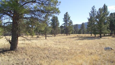 2571 Lazy E Rd, Williams, AZ 86046 photo 1