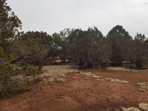 1402 E Barbara Rd, Williams, AZ 86046 photo 7