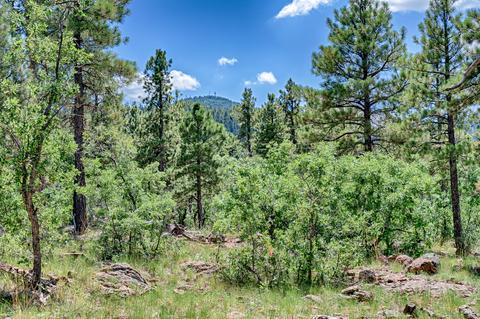 1694 Canyon View Loop, Williams, AZ 86046 photo 4