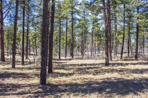 1694 Canyon View Loop, Williams, AZ 86046 photo 6