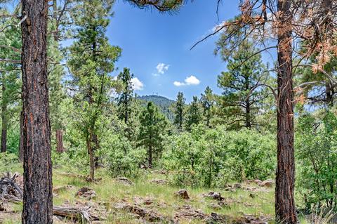 1694 Canyon View Loop, Williams, AZ 86046 photo 3