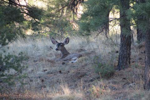 4025 E Broken Rock Loop, Flagstaff, AZ 86004 photo 71