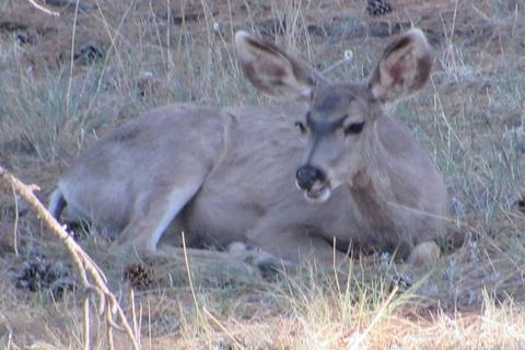 4025 E Broken Rock Loop, Flagstaff, AZ 86004 photo 72