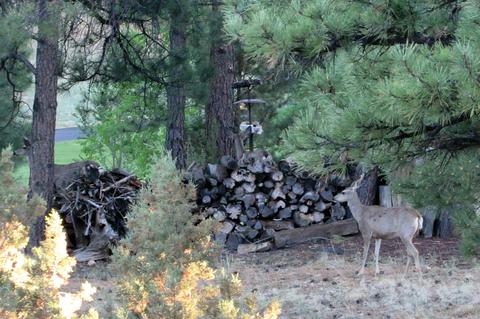 4025 E Broken Rock Loop, Flagstaff, AZ 86004 photo 67
