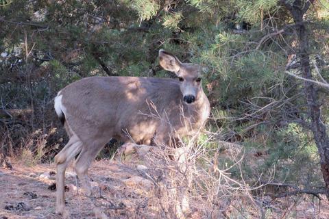 4025 E Broken Rock Loop, Flagstaff, AZ 86004 photo 68