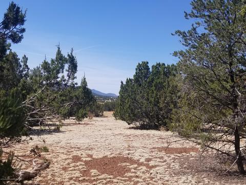 1956 E Whitehall Dr, Williams, AZ 86046 photo 3