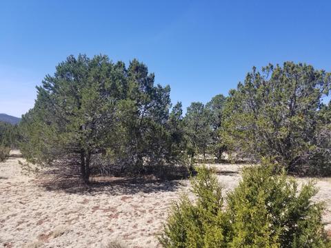 1956 E Whitehall Dr, Williams, AZ 86046 photo 2