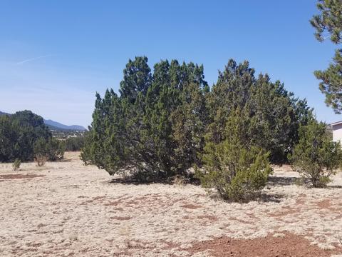 1956 E Whitehall Dr, Williams, AZ 86046 photo 4