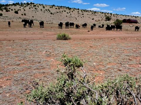 6046 Black Burro Loop, Williams, AZ 86046 photo 4