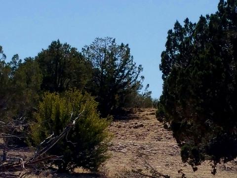 6046 Black Burro Loop, Williams, AZ 86046 photo 8