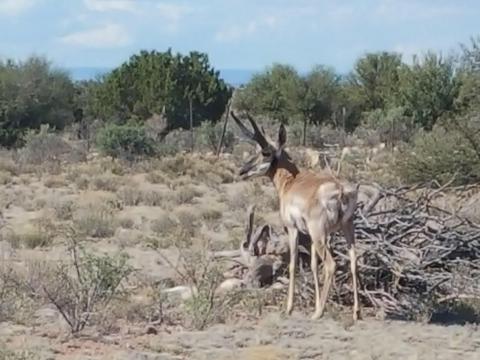 6046 Black Burro Loop, Williams, AZ 86046 photo 2