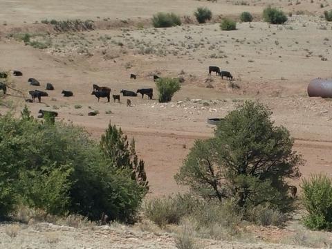 6046 Black Burro Loop, Williams, AZ 86046 photo 5