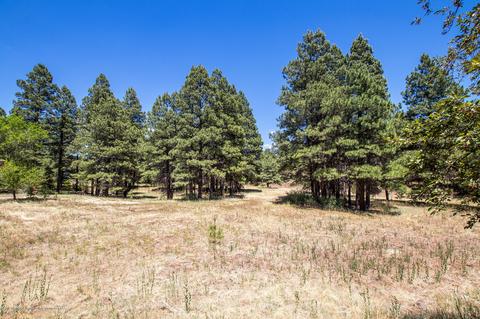 4320 E Spring Meadows Cir, Flagstaff, AZ 86004 photo 26