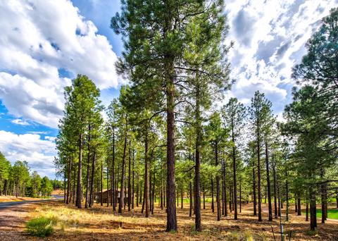 3685 Lariat Loop, Flagstaff, AZ 86005 photo 12