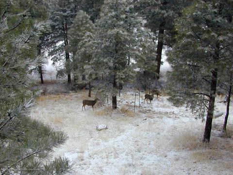 4341 E Burning Tree Loop, Flagstaff, AZ 86004 photo 43