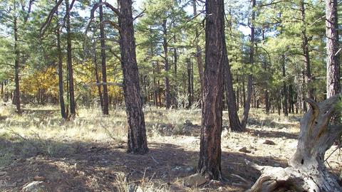 1614 Canyon View Loop, Williams, AZ 86046 photo 2