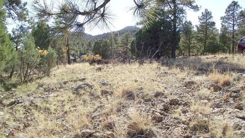 1614 Canyon View Loop, Williams, AZ 86046 photo 4
