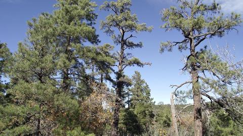 1614 Canyon View Loop, Williams, AZ 86046 photo 8
