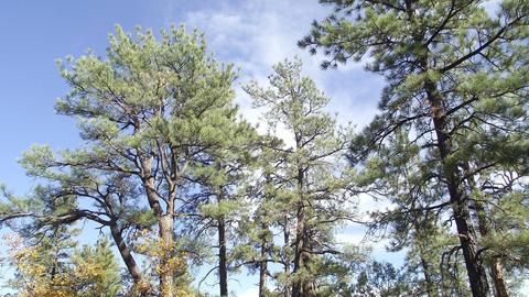 1614 Canyon View Loop, Williams, AZ 86046 photo 10