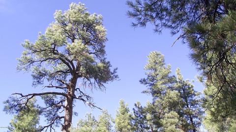 1614 Canyon View Loop, Williams, AZ 86046 photo 9