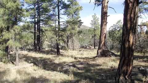 1614 Canyon View Loop, Williams, AZ 86046 photo 1