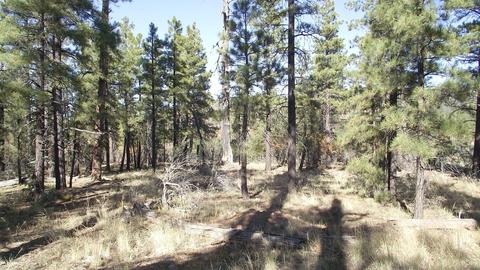 1614 Canyon View Loop, Williams, AZ 86046 photo 3