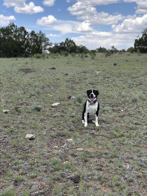 12967 Howard Mesa Loop, Williams, AZ 86046 photo 6