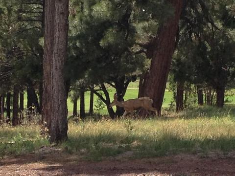 675 Brookline Loop, Williams, AZ 86046 photo 22