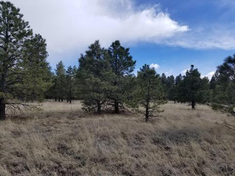3748 Pine Tree Dr, Williams, AZ 86046 photo 1