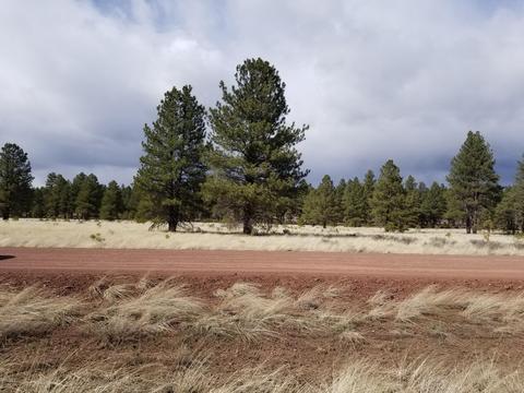 3748 Pine Tree Dr, Williams, AZ 86046 photo 9
