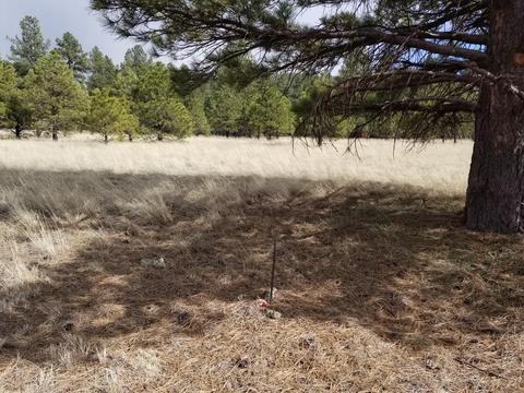 3748 Pine Tree Dr, Williams, AZ 86046 photo 2