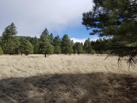 3748 Pine Tree Dr, Williams, AZ 86046 photo 4