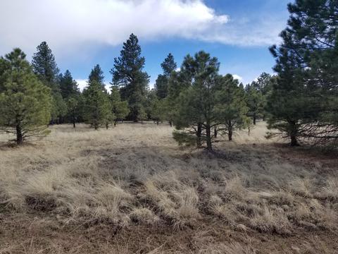 3748 Pine Tree Dr, Williams, AZ 86046 photo 6