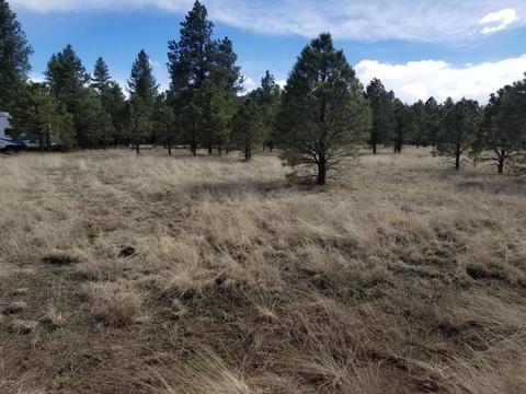 3748 Pine Tree Dr, Williams, AZ 86046 photo 7