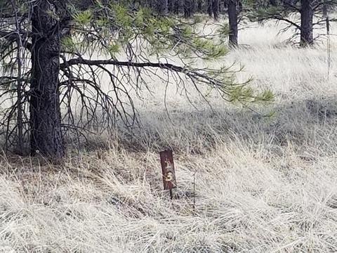 3748 Pine Tree Dr, Williams, AZ 86046 photo 8