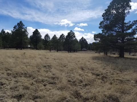 3748 Pine Tree Dr, Williams, AZ 86046 photo 5