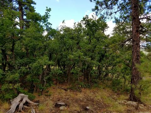 1688 Canyon View Loop, Williams, AZ 86046 photo 12