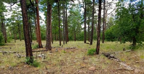 1688 Canyon View Loop, Williams, AZ 86046 photo 5