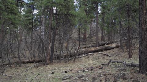 1676 Canyon View Loop, Williams, AZ 86046 photo 3