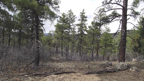 1676 Canyon View Loop, Williams, AZ 86046 photo 2