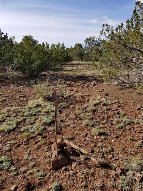 837 E Coconino Trl, Williams, AZ 86046 photo 8