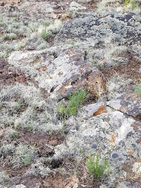 837 E Coconino Trl, Williams, AZ 86046 photo 14