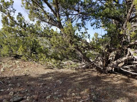 733 E Coconino Trl, Williams, AZ 86046 photo 8