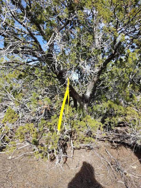 733 E Coconino Trl, Williams, AZ 86046 photo 5